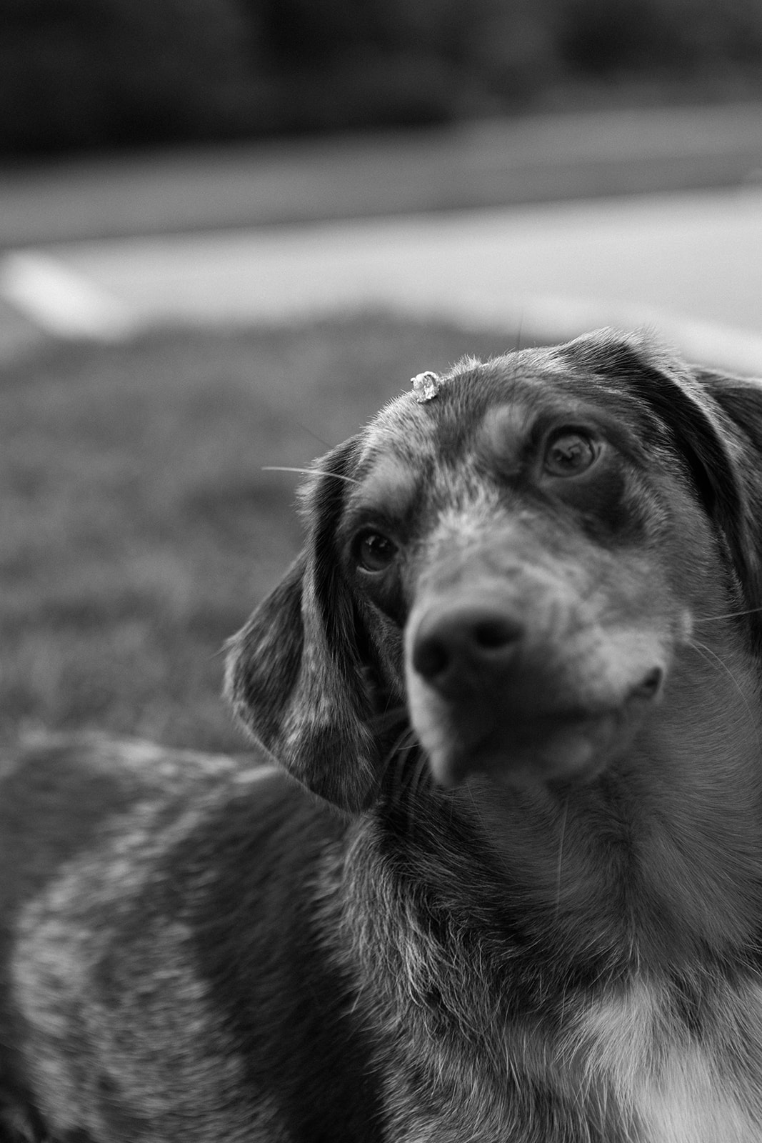 Watchful Eyes